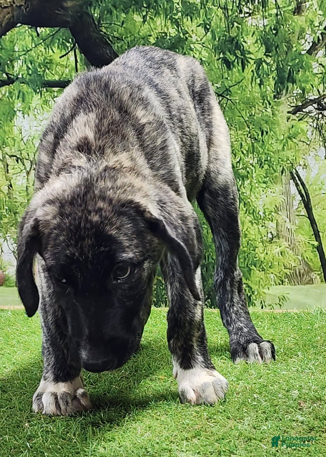 Anatolian Shepherd dogs for sale: AKC Dusty 2025 Male 1 - Image 3