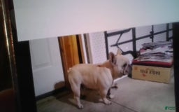 French Bulldog dogs for sale: Casey - Image 6