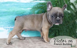 French Bulldog dogs for sale: Victor - Image 4