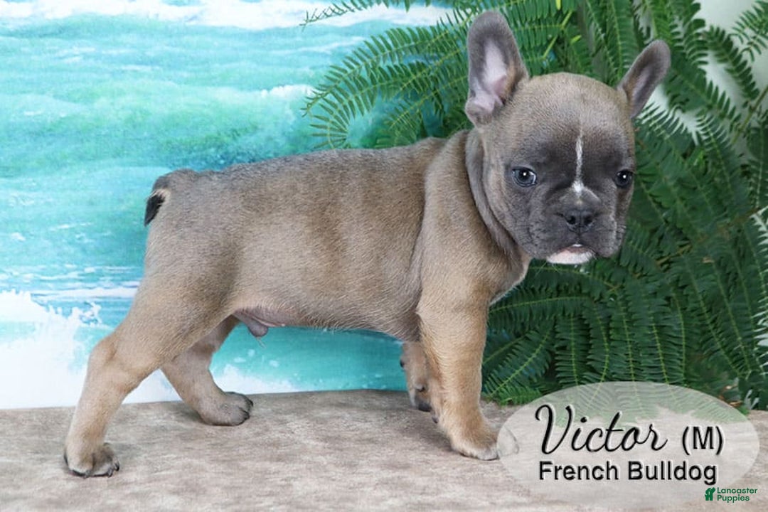 French Bulldog dogs for sale: Victor - Image 4