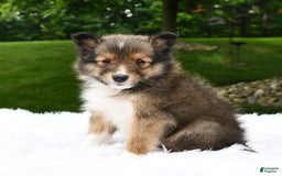 Shetland Sheepdog dogs for sale: Buddy - Image 1