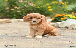 Cavapoo dogs for sale: Avalon - Image 5