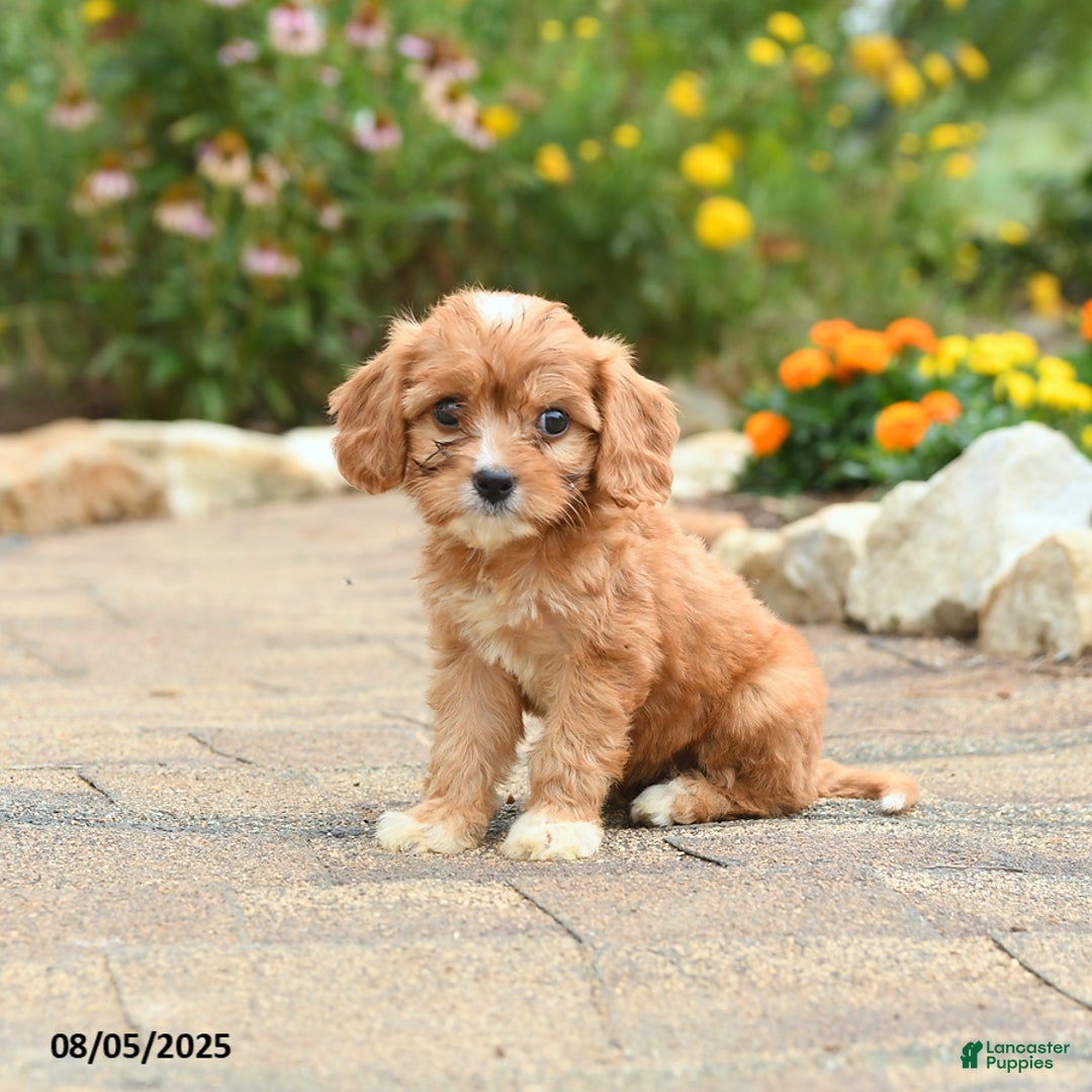 Cavapoo dogs for sale: Avalon - Image 5