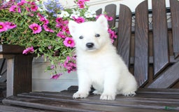 German Shepherd dogs for sale: James - Image 1