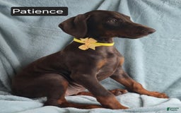 Doberman Pinscher dogs for sale: Patience - Image 2