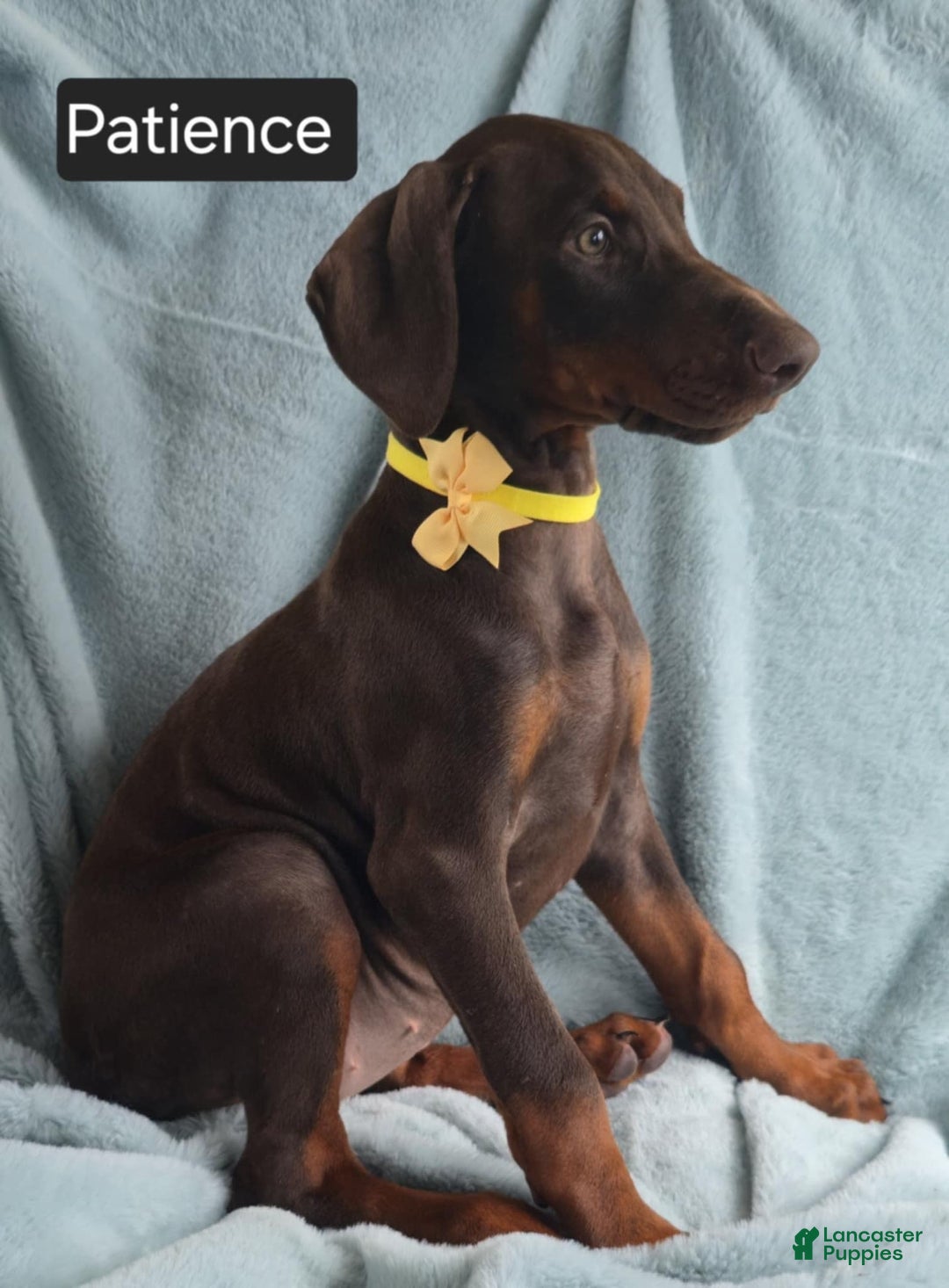 Doberman Pinscher dogs for sale: Patience - Image 2