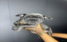 French Bulldog dogs for sale: French Bulldog 4 puppies - Image 1