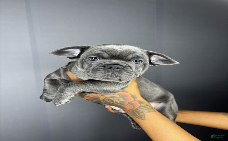 French Bulldog dogs for sale - Ad 4
