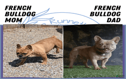 French Bulldog dogs for sale: Tessa - Image 7