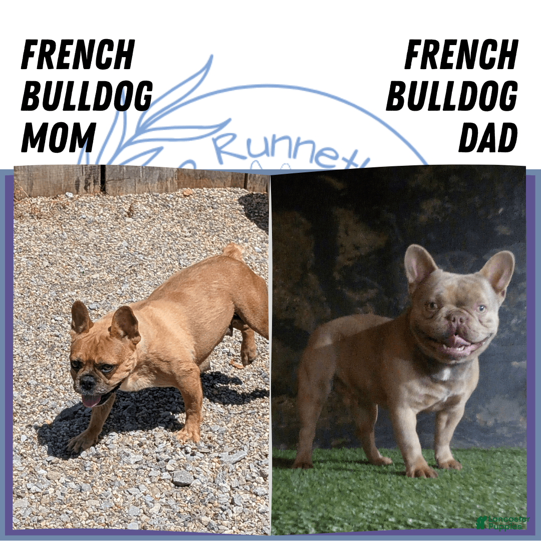 French Bulldog dogs for sale: Tessa - Image 7