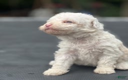Miniature Poodle dogs for sale: Dexter - Image 5