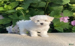 Coton De Tulear dogs for sale: Pearl - Image 23