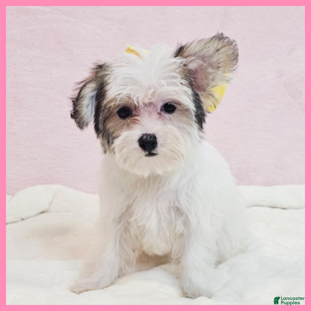 Morkie dogs for sale: Gwen - Image 2
