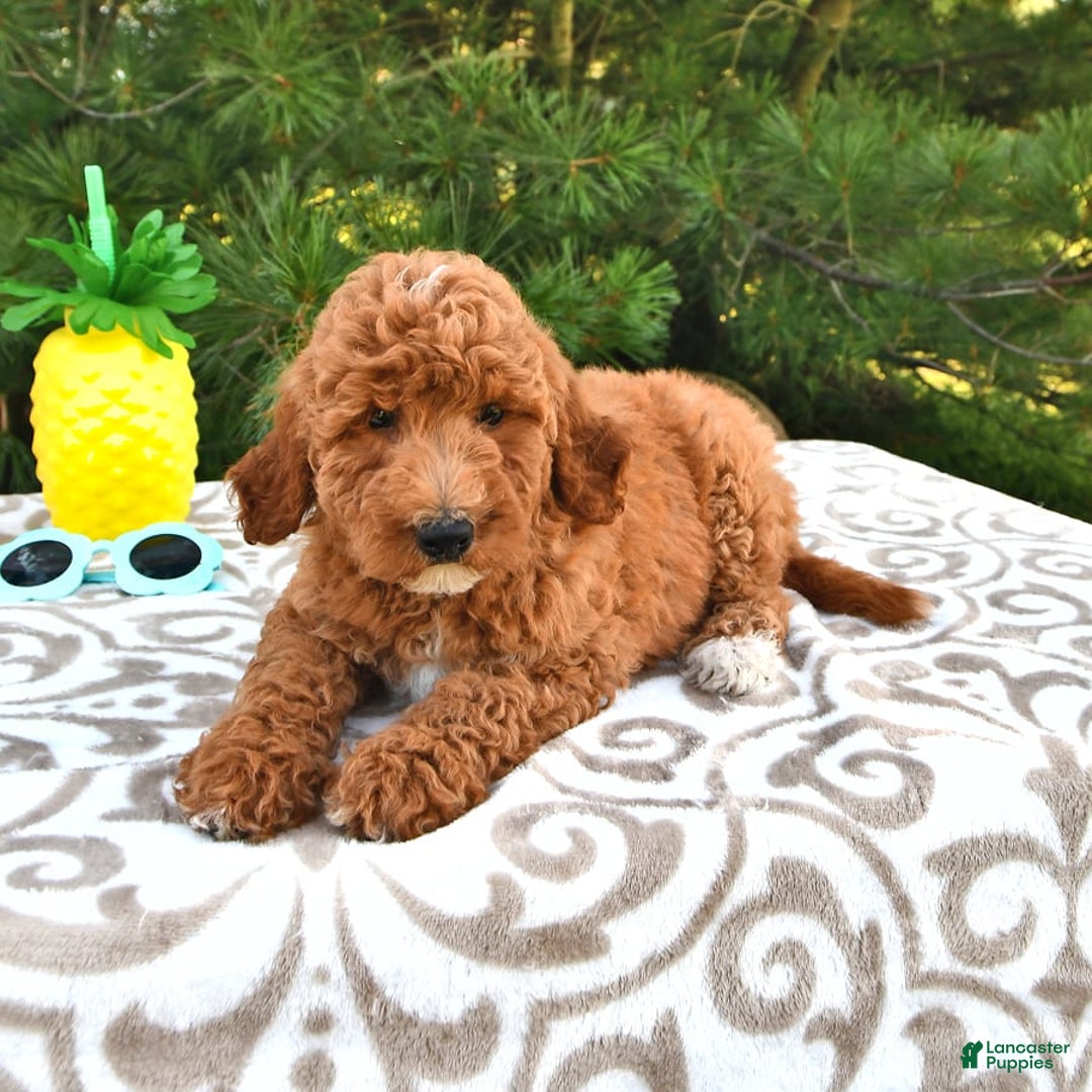 Mini Goldendoodle dogs for sale: Emily - Image 11