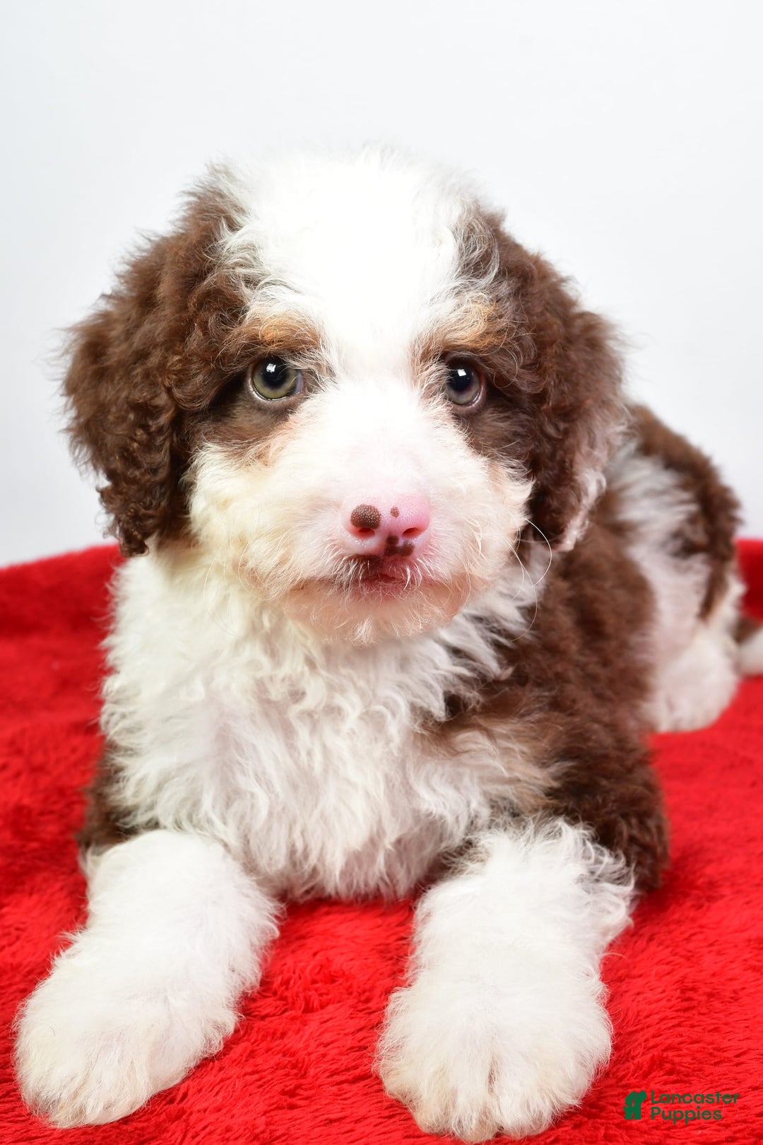 Mini Bernedoodle dogs for sale: Wendy - Image 4