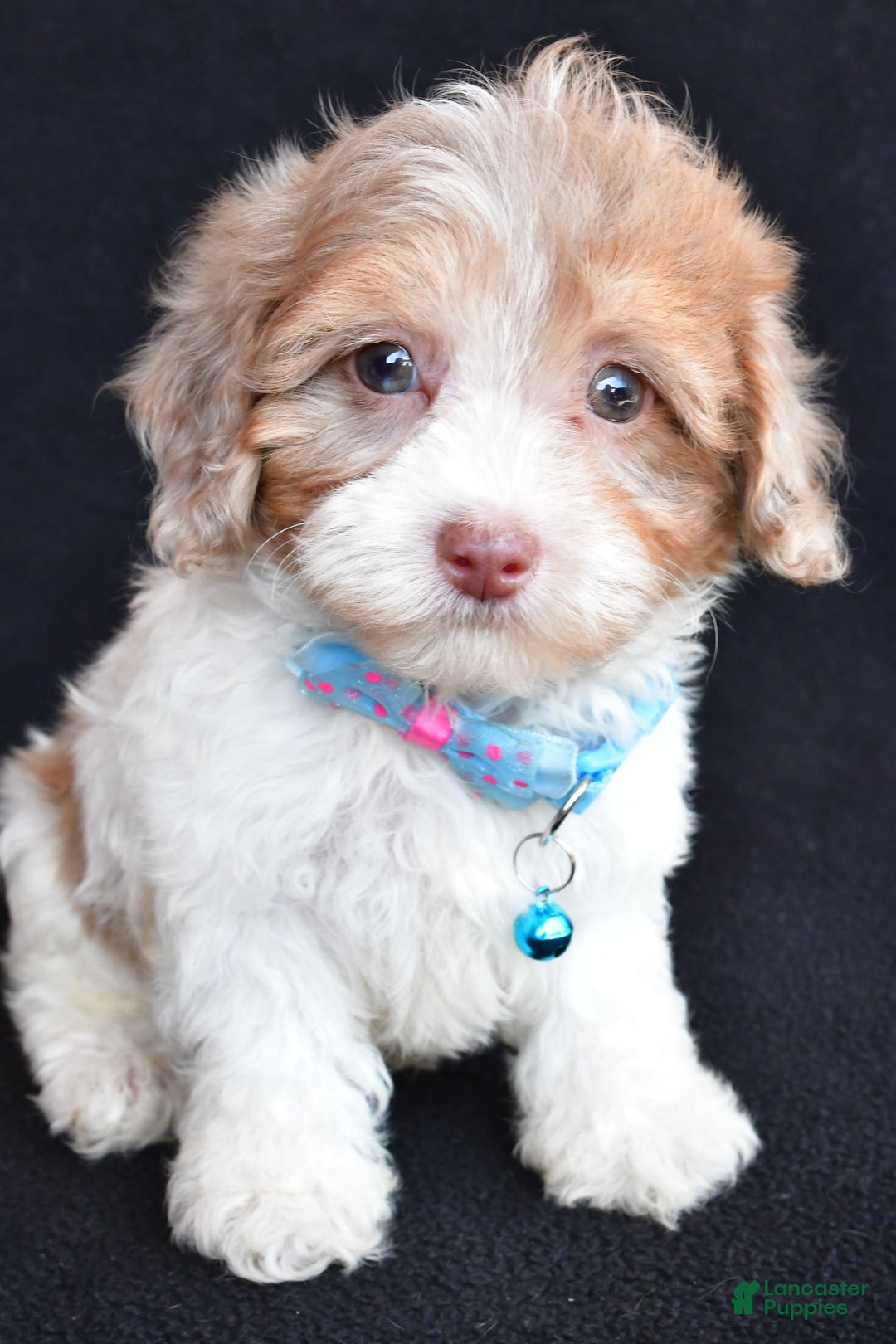 Havapoo dogs for sale: Max - Image 3