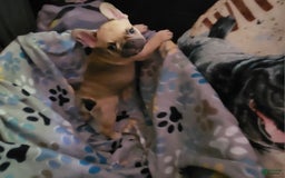 French Bulldog dogs for sale: Chocolate - Image 4
