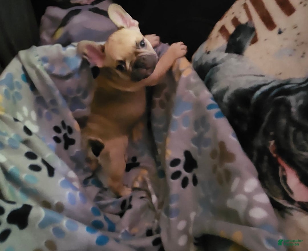 French Bulldog dogs for sale: Chocolate - Image 4