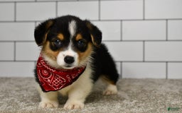 Welsh Corgi Pembroke dogs for sale: Marion - Image 5