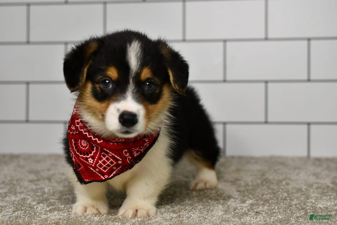 Welsh Corgi Pembroke dogs for sale: Marion - Image 5