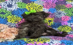 Morkie dogs for sale: Zia Hypoallergenic - Image 3