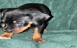 Miniature Pinscher dogs for sale: Miniature Pinscher 4 puppies - Image 2