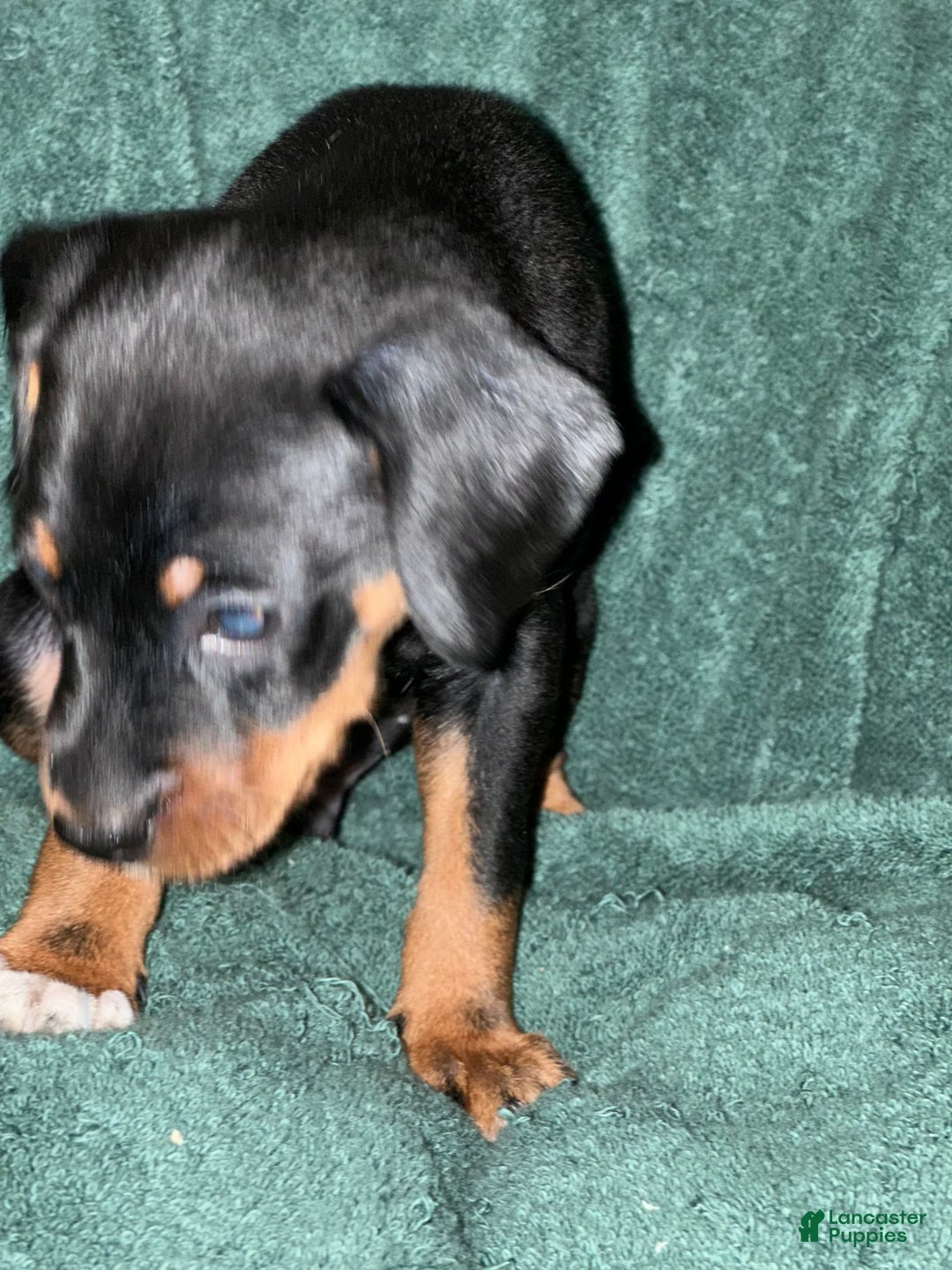 Miniature Pinscher dogs for sale: Miniature Pinscher 4 puppies - Image 2