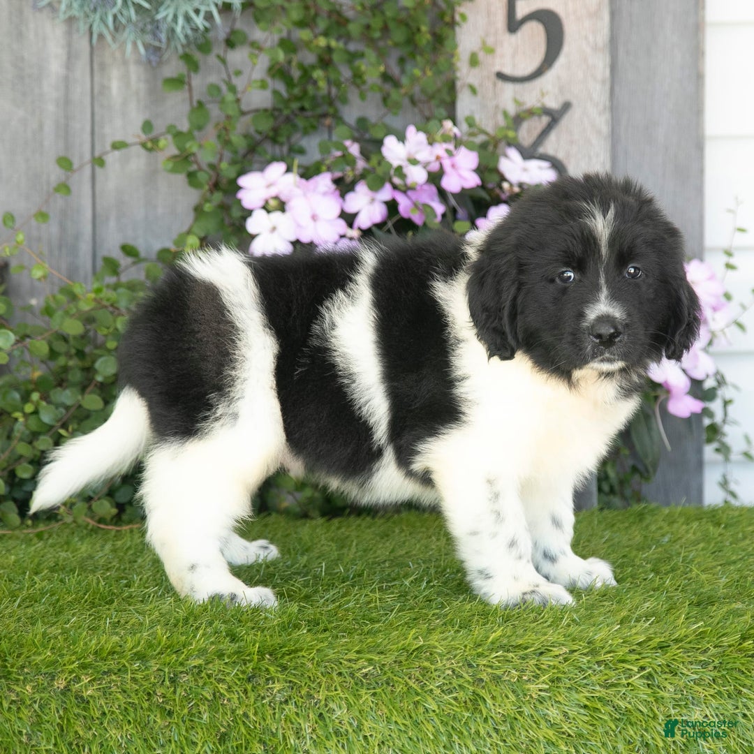 Newfoundland dogs for sale: Toby - Image 5