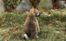Shiba Inu dogs for sale: Jill - Image 3