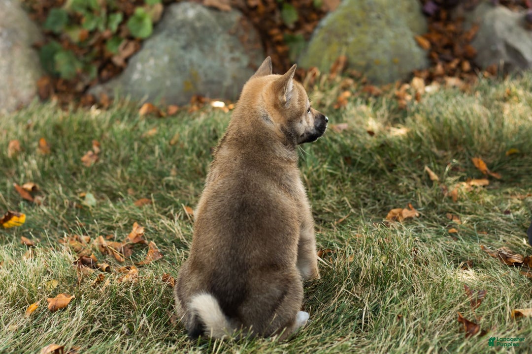 Shiba Inu dogs for sale: Jill - Image 3
