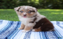 Australian Shepherd dogs for sale: Mikey - Image 14