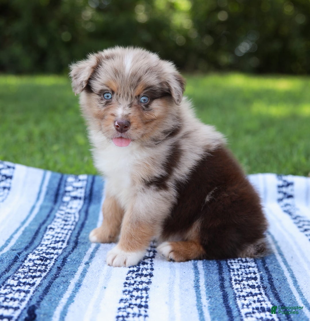 Australian Shepherd dogs for sale: Mikey - Image 14