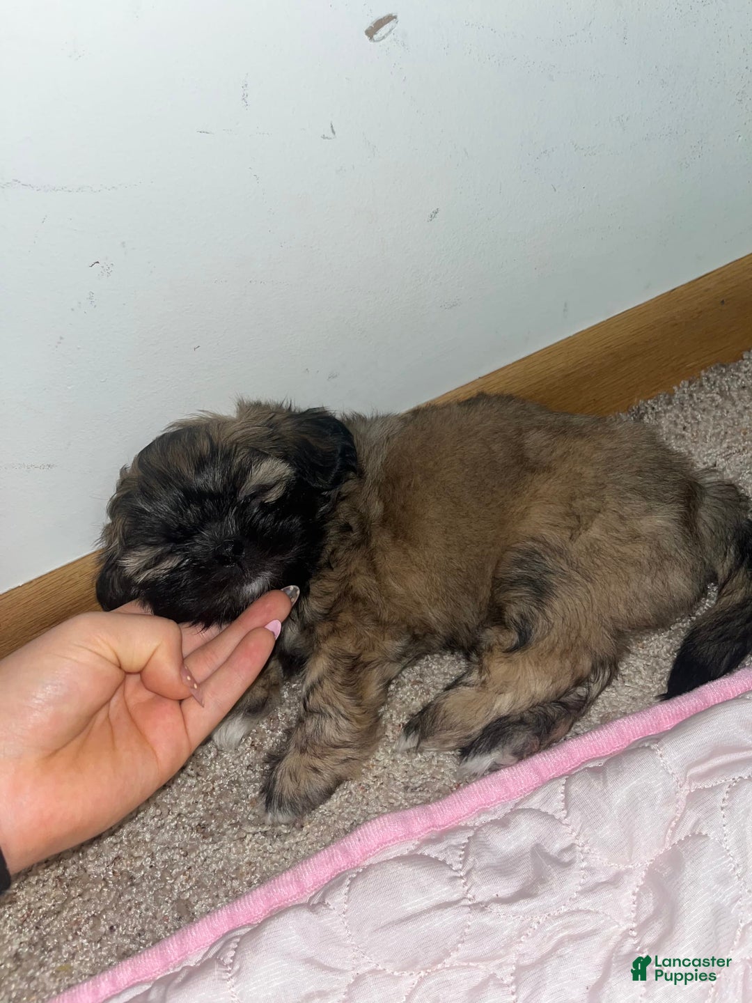 Shih Tzu dogs for sale: Maya - Image 3