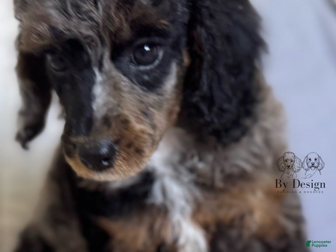 Standard Poodle dogs for sale: Adam - Image 8