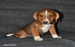 Australian Shepherd dogs for sale: Australian Shepherd 5 puppies - Image 1