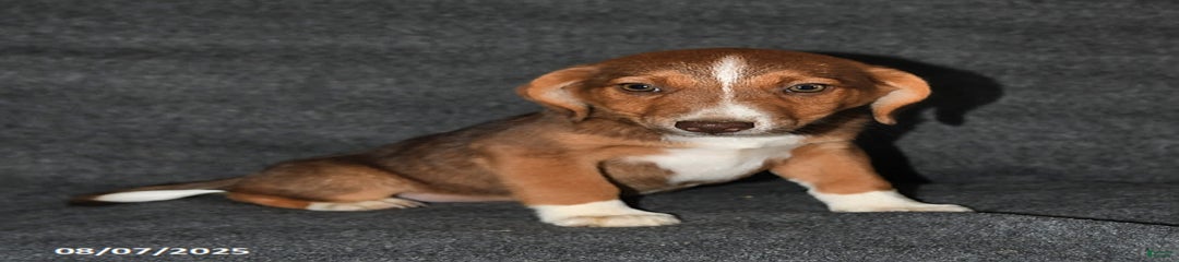 Basil