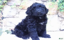 Portuguese Water Dog dogs for sale: Sunny - Image 4