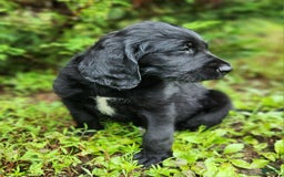 Labradoodle dogs for sale: Maddie - Image 3