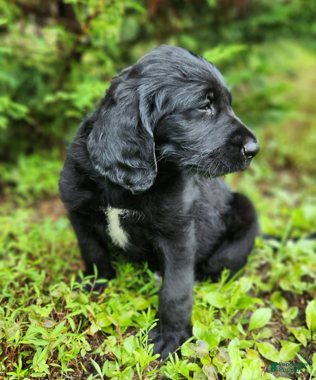Labradoodle dogs for sale: Maddie - Image 3