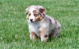 Australian Shepherd dogs for sale: Penny - Image 11
