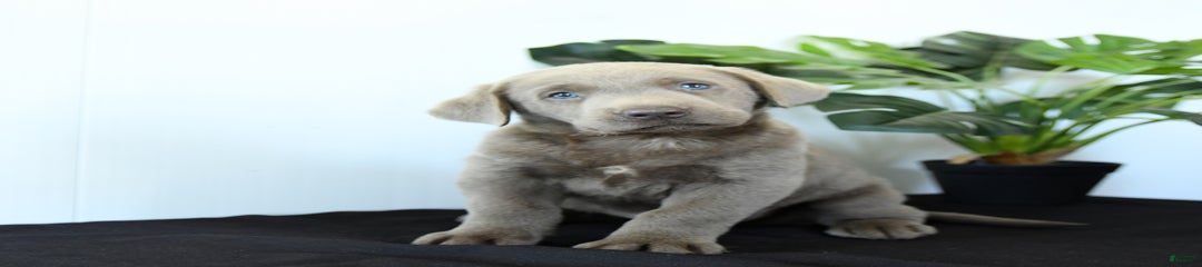 Pepper