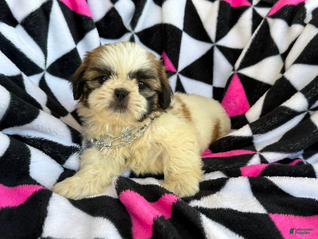 Shih Tzu dogs for sale: Muffin - Image 4