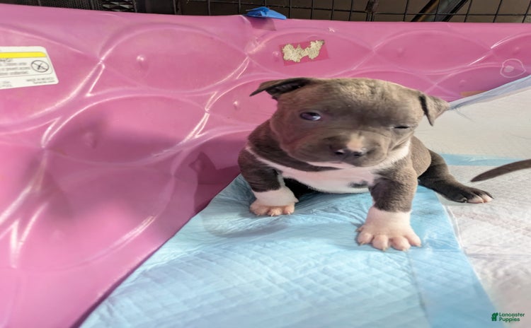 American Pit Bull Terrier dogs - Advert 31
