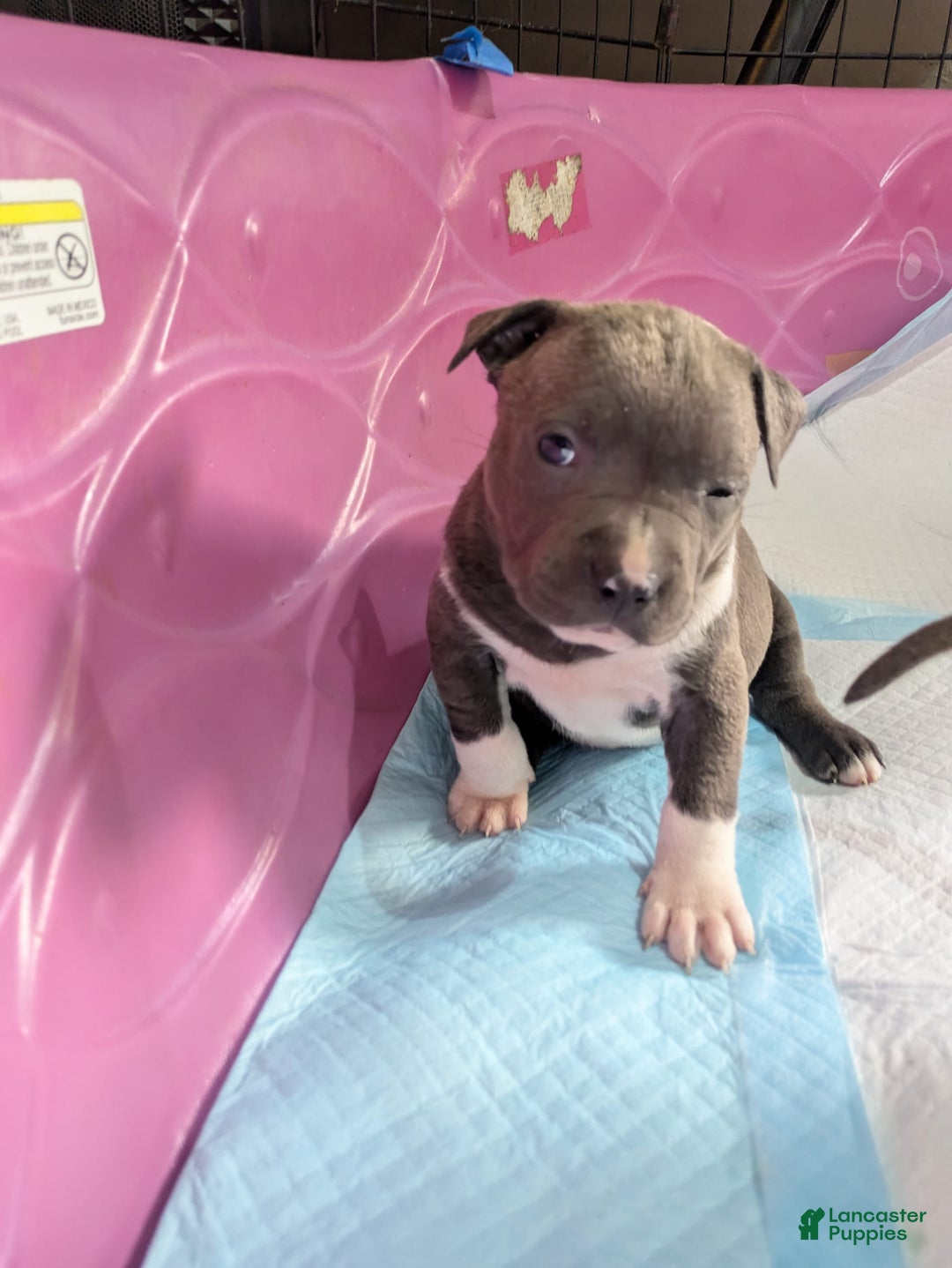 American Pit Bull Terrier dogs for sale: Piglet - Image 3