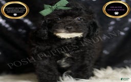 Miniature Poodle dogs for sale: Tate - Image 1