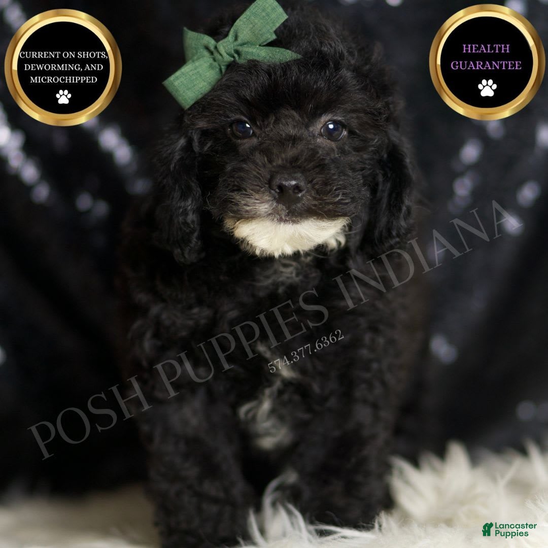 Miniature Poodle dogs for sale: Tate - Image 1