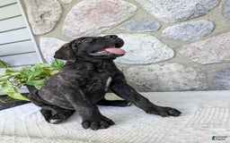 English Mastiff dogs for sale: Bruno - Image 17
