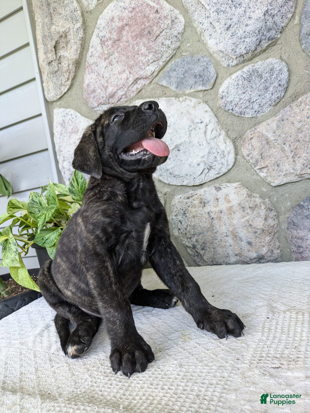 English Mastiff dogs for sale: Bruno - Image 17