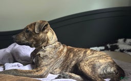 American Pit Bull Terrier dogs for sale: Simea - Image 3