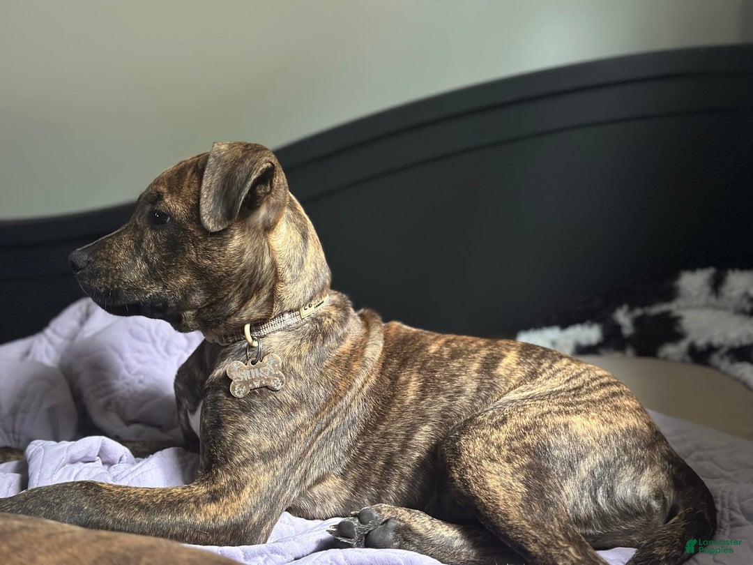 American Pit Bull Terrier dogs for sale: Simea - Image 3